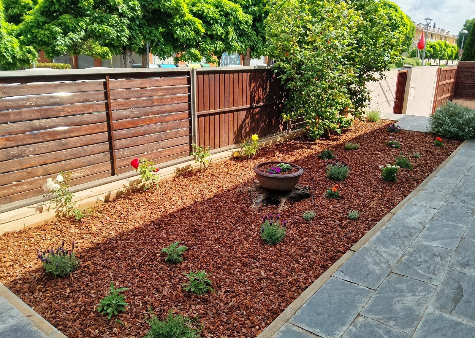 Parterre con rosas, lavanda y corteza de pino decorativa