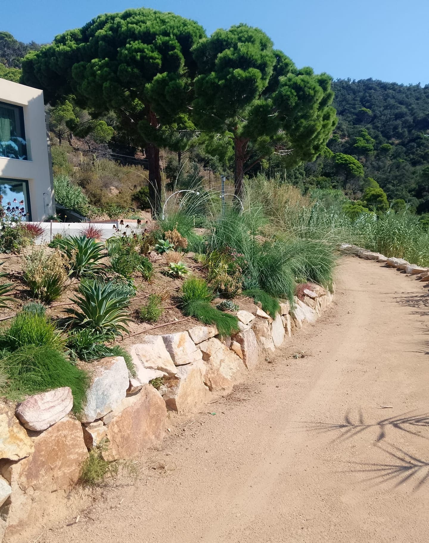 Bancal con agaves y gramíneas junto a un camino de tierra